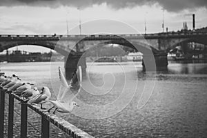 Seagulls near the Vltava river and Palacky bridge in Prague, Czech Republic