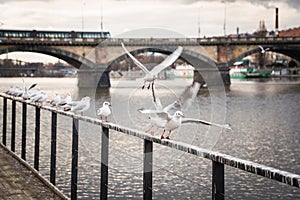 Seagulls near the Vltava river and Palacky bridge in Prague, Czech Republic