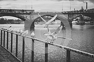 Seagulls near the Vltava river and Palacky bridge in Prague, Czech Republic