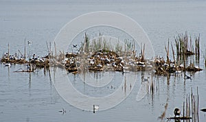 Seagulls nest colony