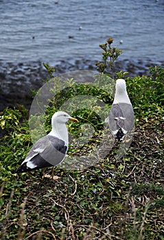 Seagulls Nesting