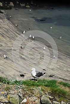 Seagulls Nesting