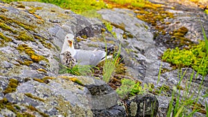 Seagulls Nesting on Scandinavian Shore