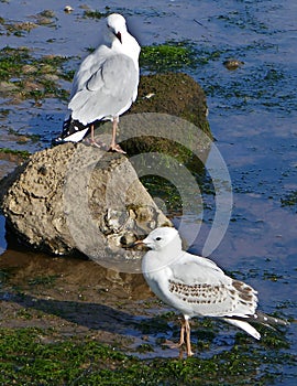 Seagulls nestle on the rocks in a quiet bay. photo