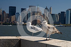 Seagulls and New York skyline
