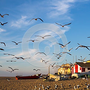 Seagulls on ocean beach in the fishing village. Nature.
