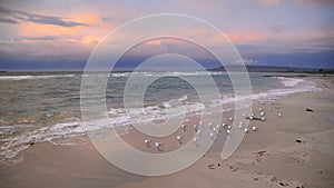 Seagulls on ocean beach at sunset