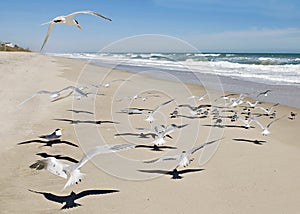 Seagulls with Ocean Scene