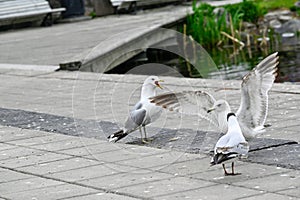 seagulls in Orebro city center making noise