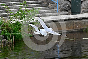 seagulls in Orebro city center making noise