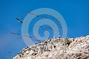 Seagulls and other birds sit on the rocks by the sea, some fly in the sky Ballestas Islands in Paracas National park