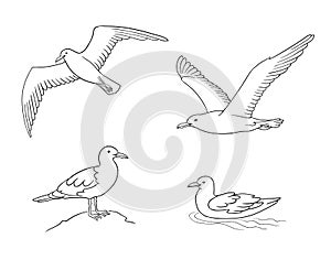 Seagulls in outlines - vector illustration