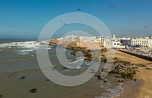Seagulls over Essaouira old city, Morocco