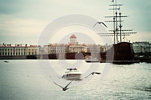 Seagulls over the Neva River