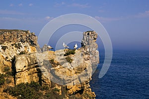 Seagulls over the ocean cliff
