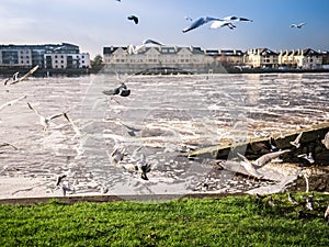 Seagulls over river ,Athlone dam in background