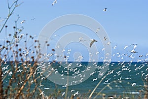 Seagulls over sea