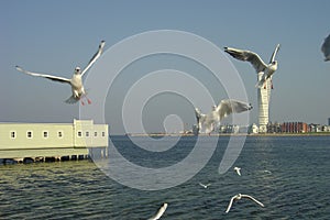 Seagulls over sea img
