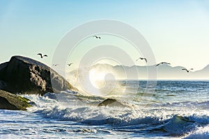 Seagulls over the sea waves