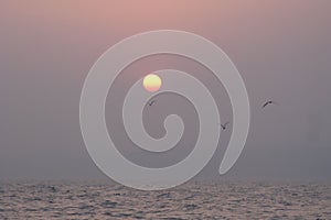 Seagulls Over Sunset