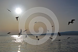 Seagulls over the winter sea.