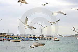 Seagulls over a Wintry Sea