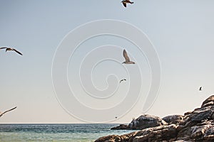 Seagulls on the Pacific Ocean of Puerto Escondido