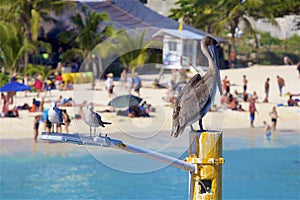 Seagulls and Pelican in Playa del Carmen , Mexico