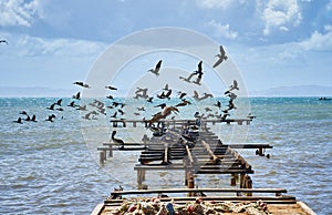 Gaviotas pelícanos volador representa en abandonado 