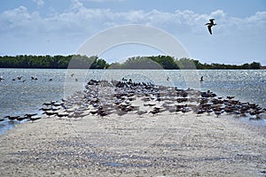 Gaviotas pelícanos volador representa en abandonado 