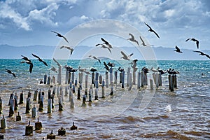 Gaviotas pelícanos volador representa en abandonado 