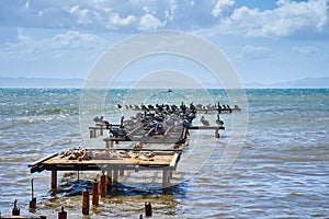 Gaviotas pelícanos volador representa en abandonado 