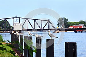 Gull Perch by St. Joseph`s Swing Bridge photo