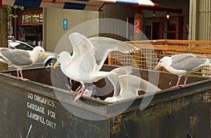 Seagulls perched on a dumpster at a sea port in northern canada