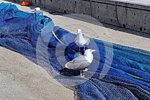 Seagulls perched on fishing nets drying at the edge of the beach in Estepona in Spain