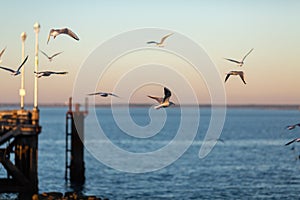 Seagulls perched on the hand rail of the pier