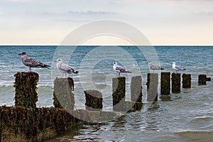 Seagulls perched on a weathered groyne, at Jury`s Gap near Camber in East Sussex