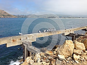 Seagulls perching on wreck