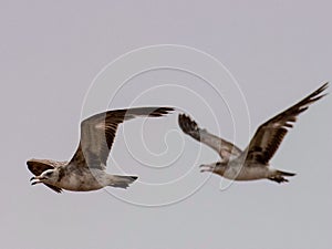 Seagulls and petrel on the edge of Bohai