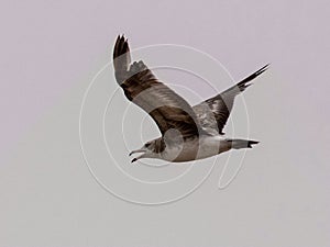 Seagulls and petrel on the edge of Bohai