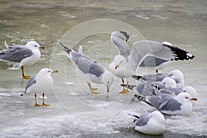 Seagulls at Port Hope, Ontario, Canada photo