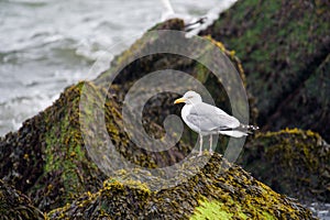 Seagulls on the pier