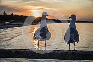 Seagulls on the pier Binz