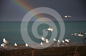 Seagulls on the pier in rainy weather against the backdrop of the sea and the rainbow
