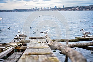 Seagulls on the pier in the strait of istanbul