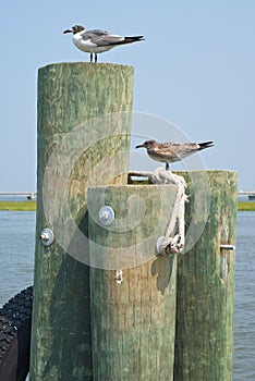 Seagulls on Pilings