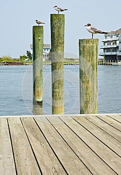 Seagulls on Pilings
