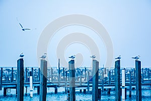 Seagulls on pilings