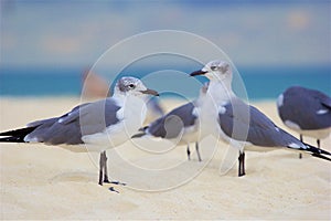 Seagulls in Playa del Carmen , Mexico