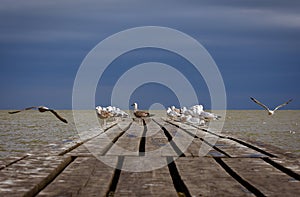 seagulls on a pontoon on the shores